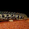 bichir delhezi