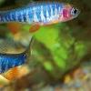 danio erythromicron