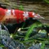 krevetka red crystal