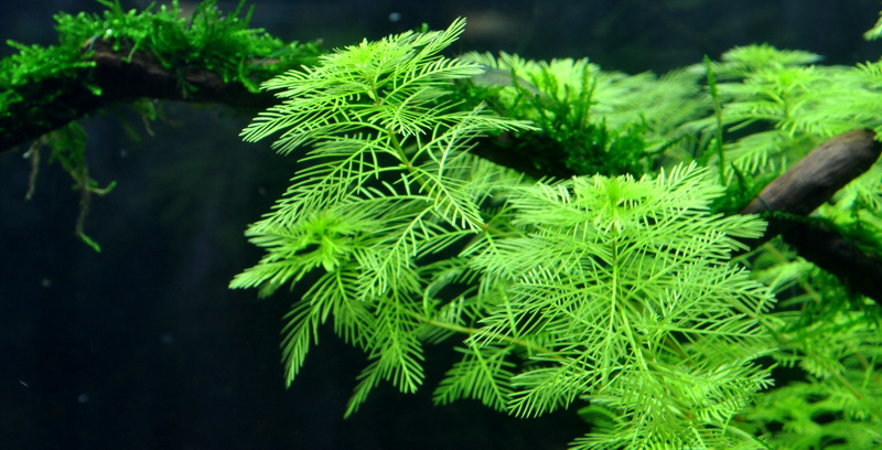 Myriophyllum mattogrossense 