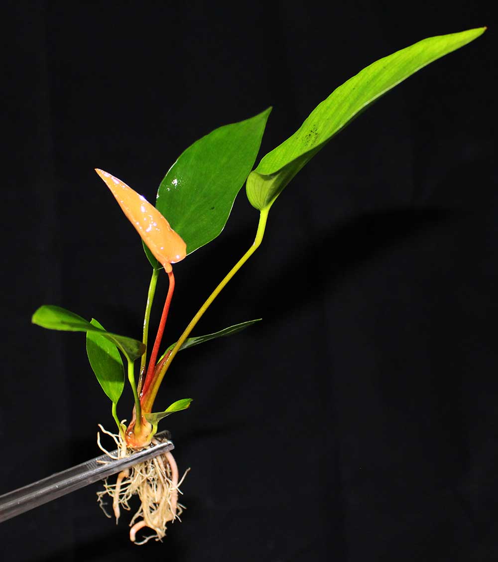 Anubias hastifolia