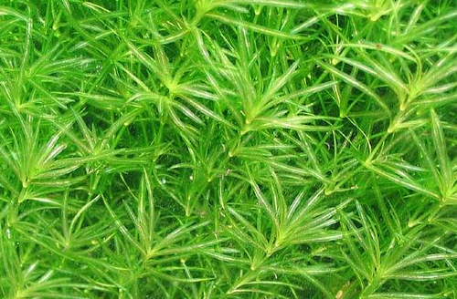 Najas indica