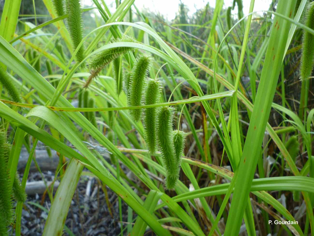 Carex pseudocyperus