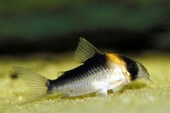 Corydoras Adolfoi 