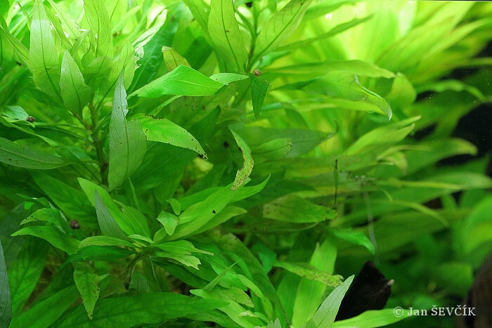 Hygrophila costata