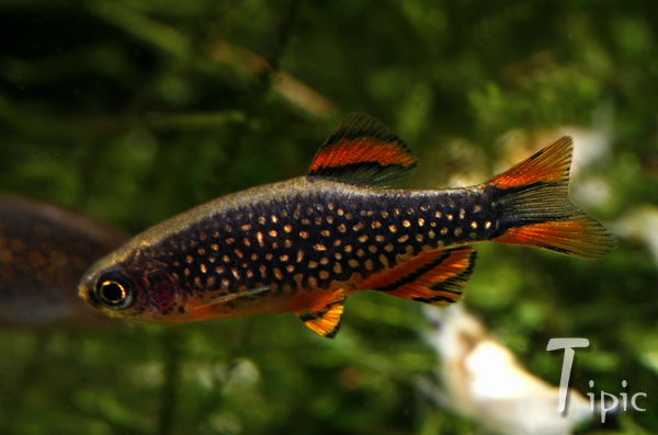 Danio - Celestichthys margaritatus