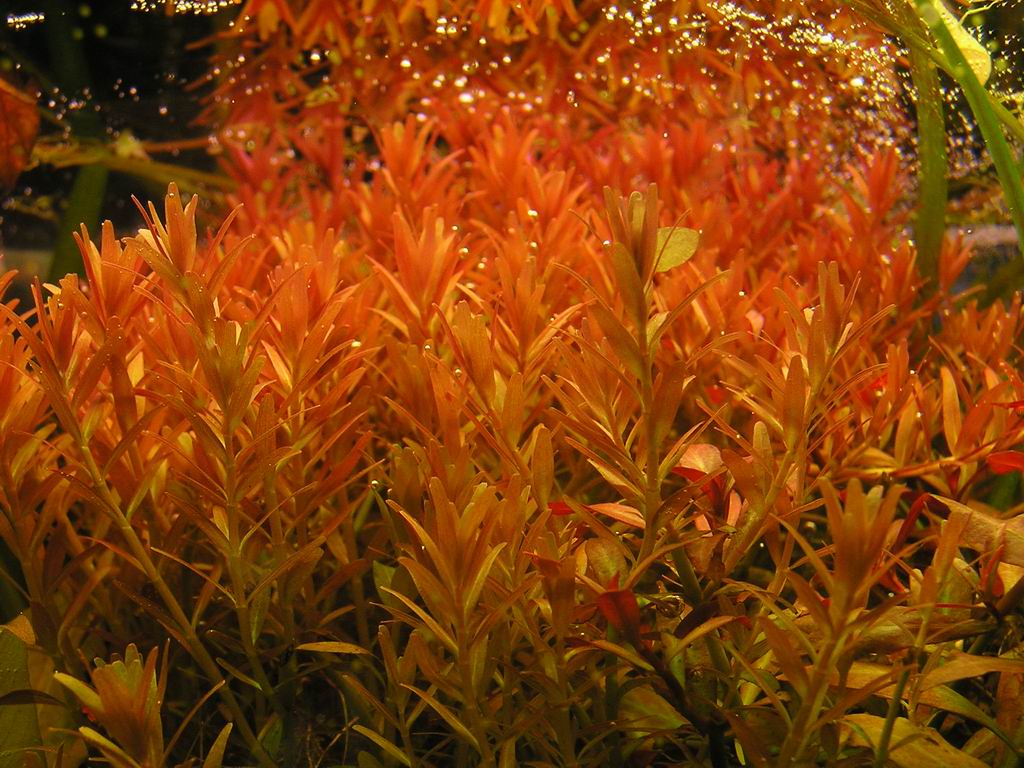 Rotola rotundifolia