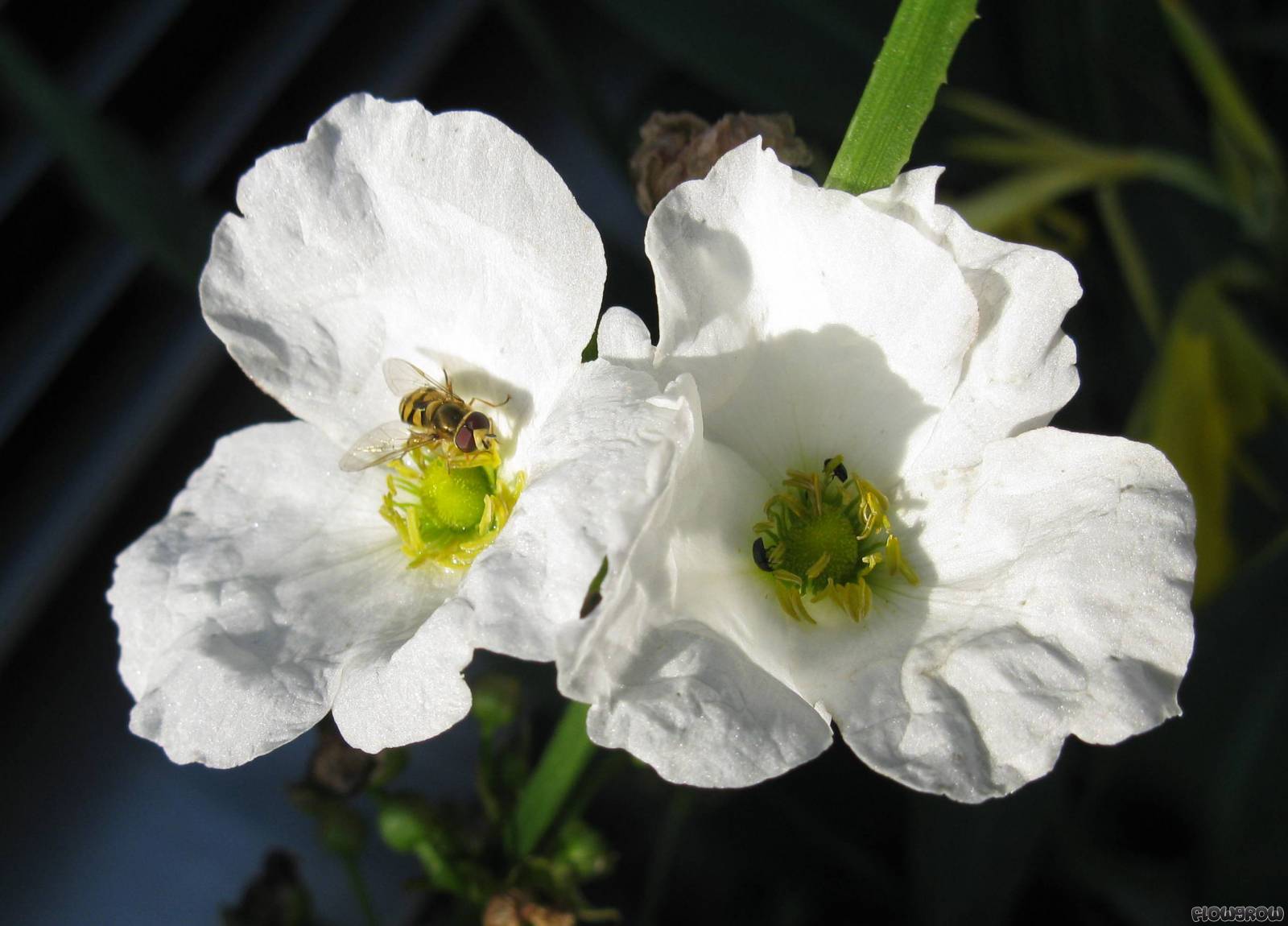 Echinodorus grandiflorus