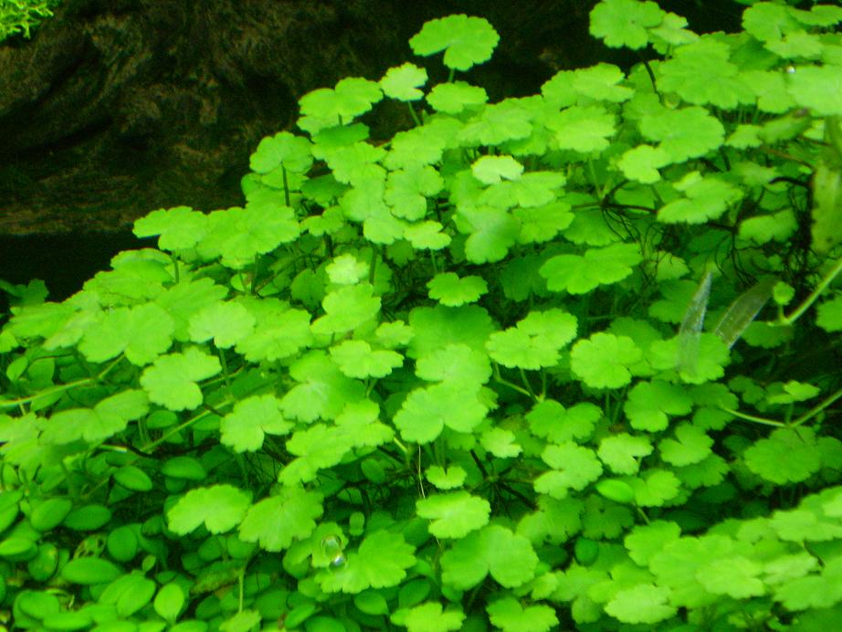 Hydrocotyle dissecta