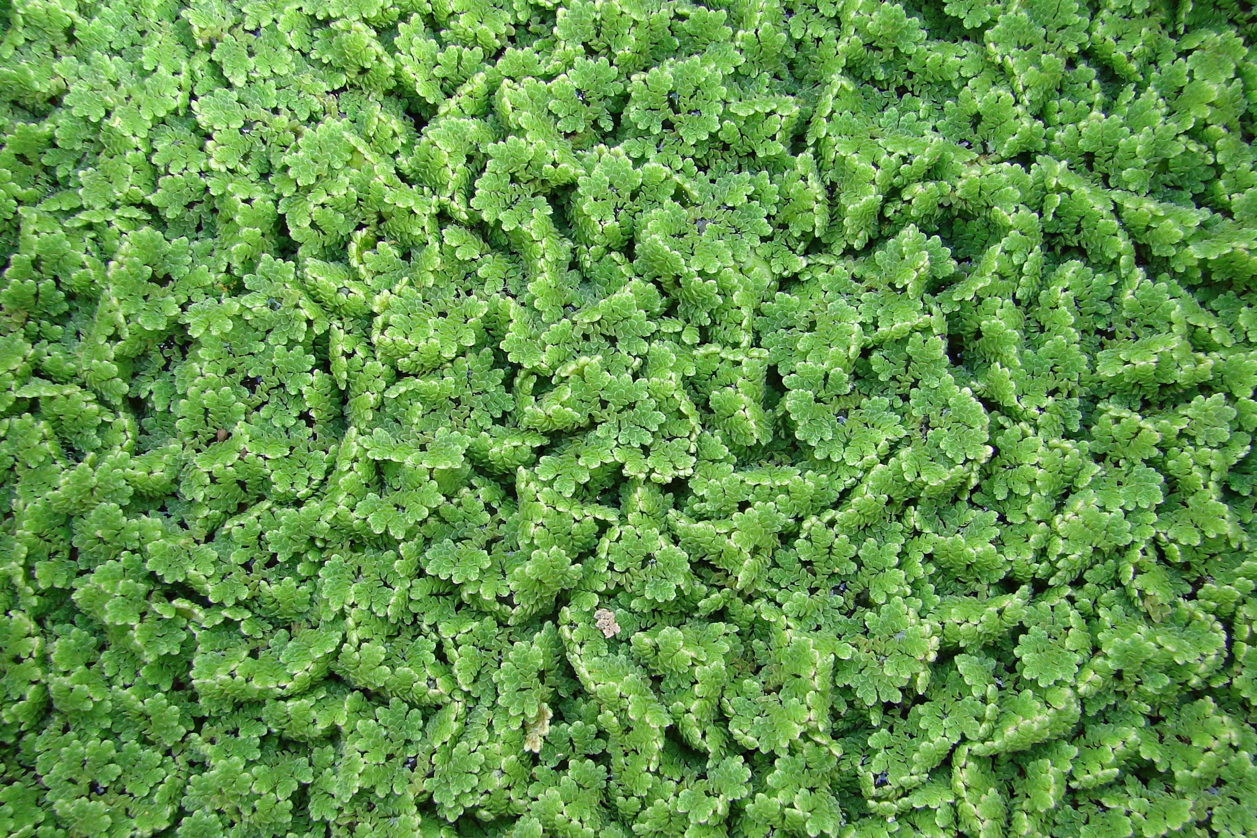 Azolla filiuloides