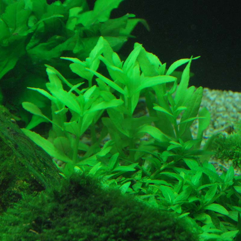 Bacopa crenata