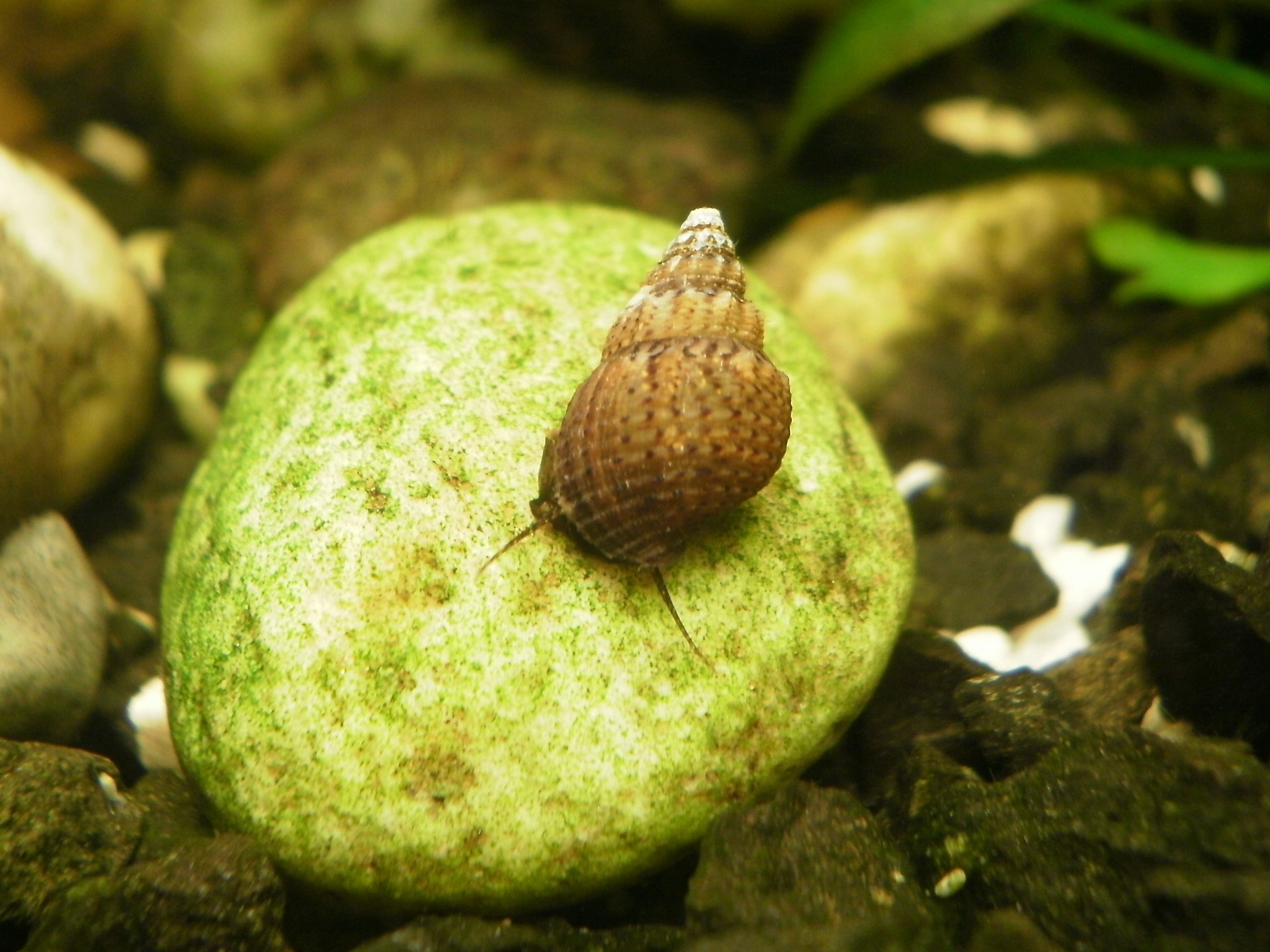 Piskořka Melanoides granifera