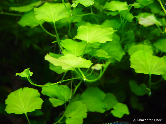 Cardamine lyrata