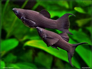 Black molla