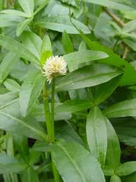 Alternanthera philoxeroides