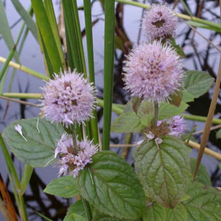 Mentha aquatica