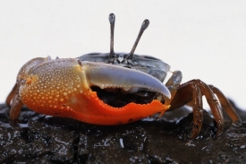 Krab houslista