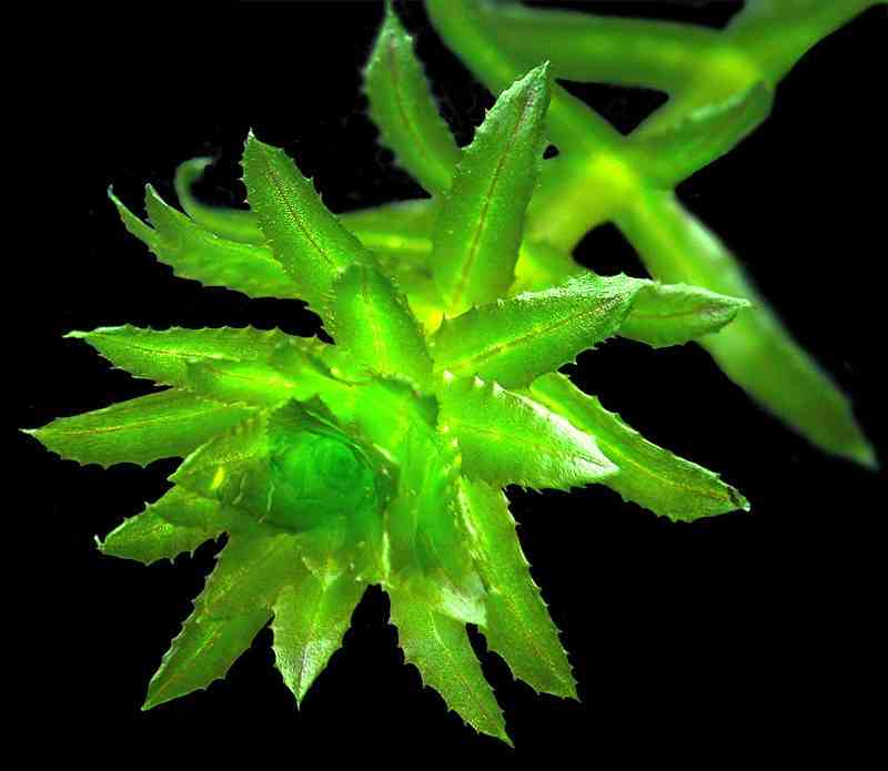 Hydrilla verticillata