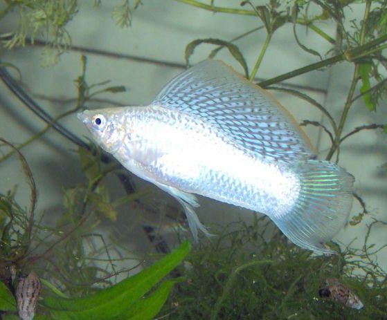 Silver molly