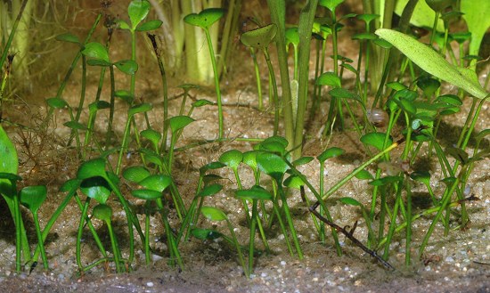 Marselia brownii