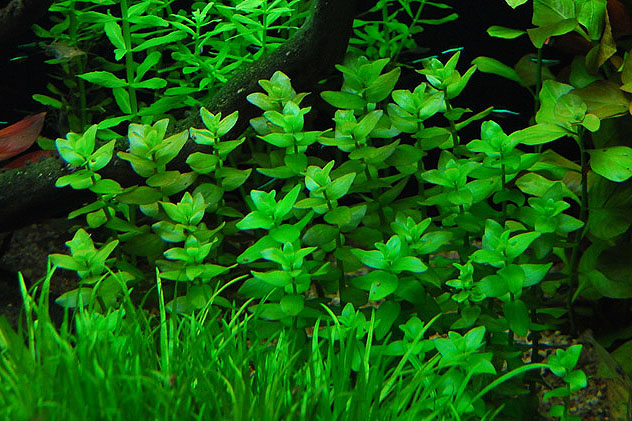 Bacopa caroliniana