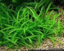 Sagittaria pusilla