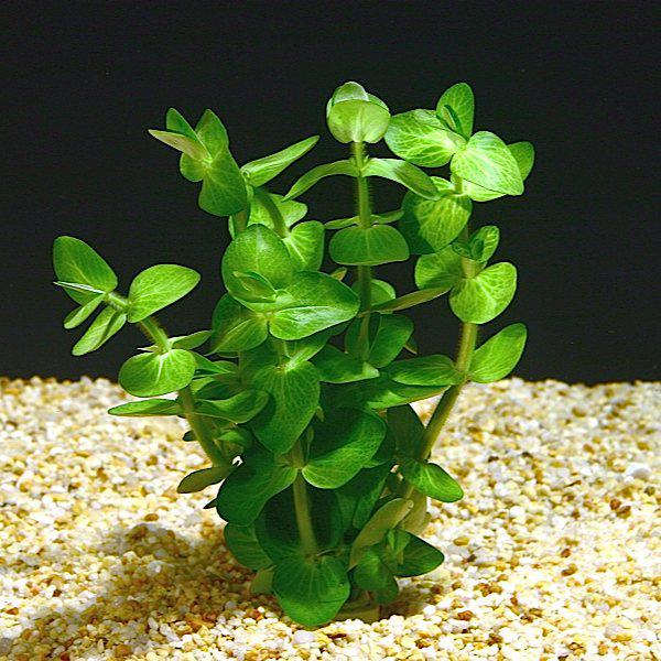 Bacopa lanigera