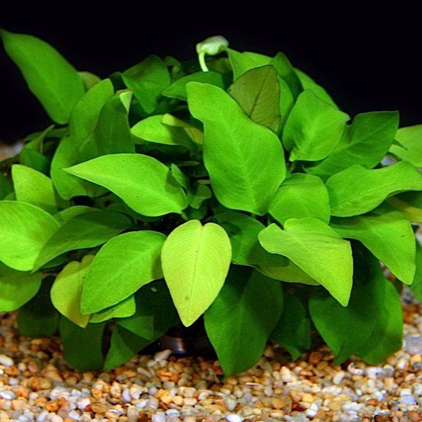 Anubias bateri var.nana