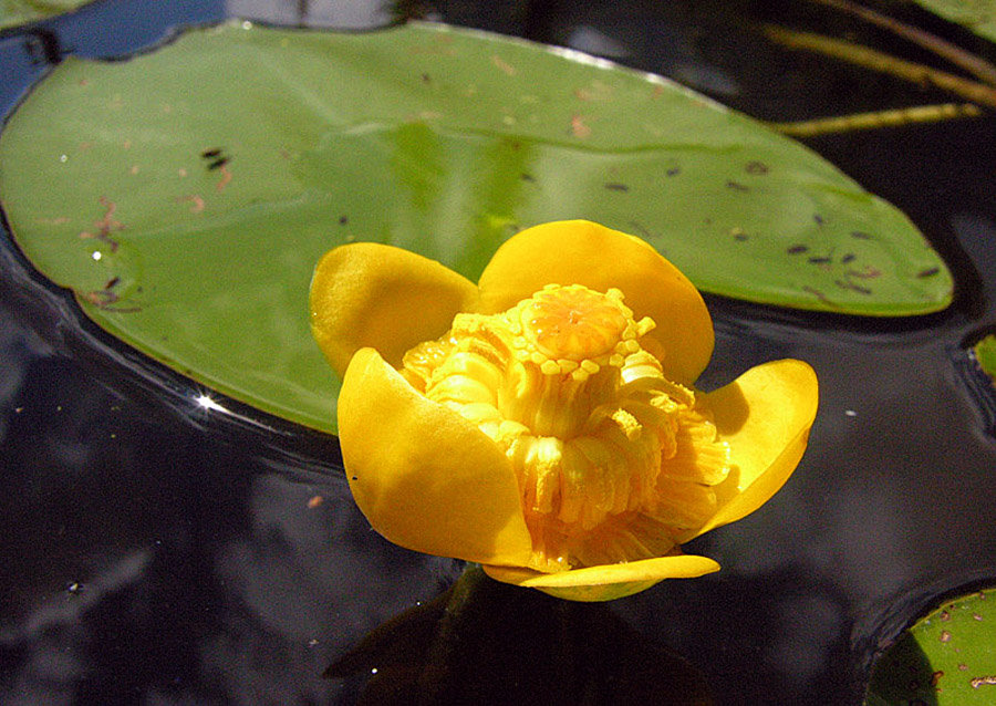 Nuphar luteum