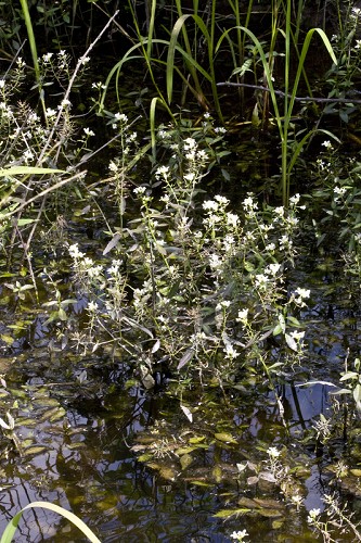 Neobeckia aquatica