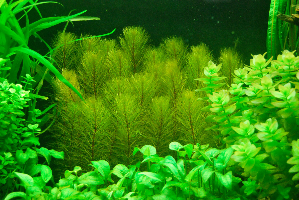 Myriophyllum pinnatum