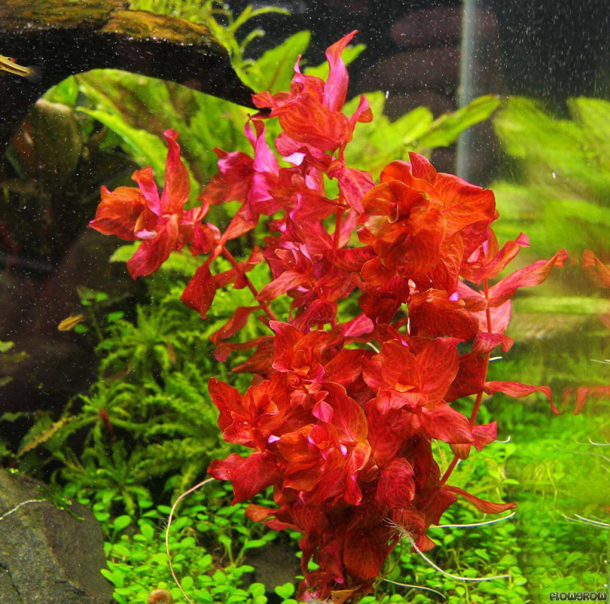 Rotala macranda