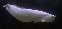 Arowana dvojvousá