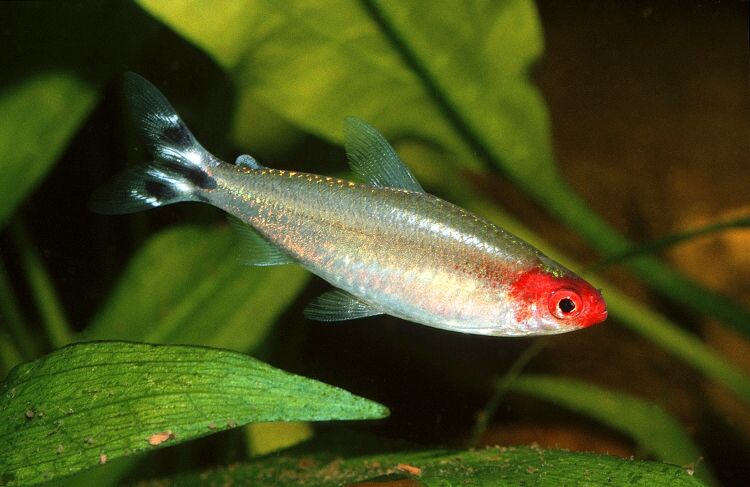 Tetra bleherova