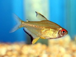 Tetra citronová