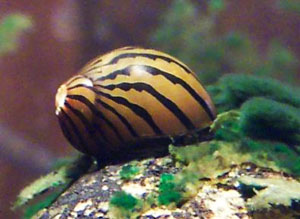 Nerita zebra